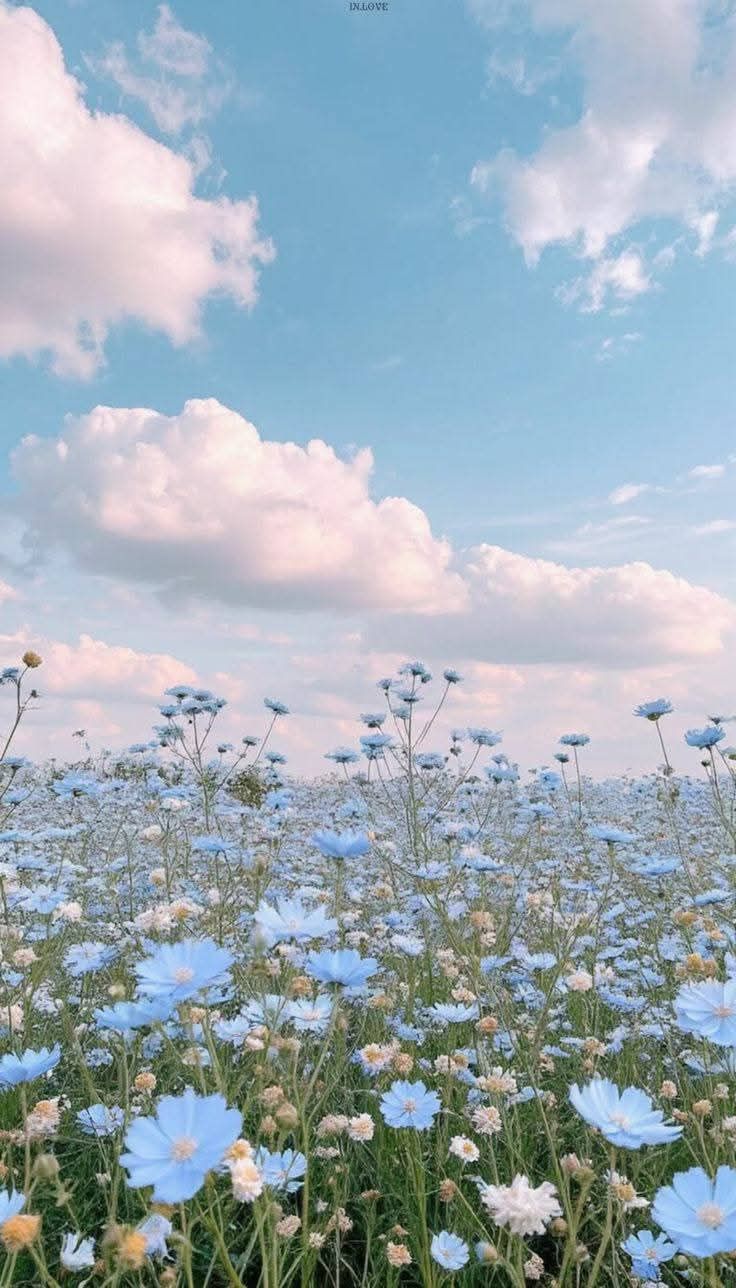 ملاك أبو ملحم